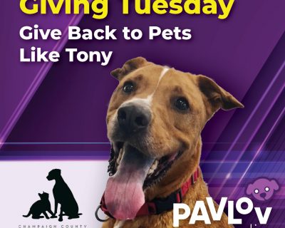Pavlov Media Partners with Champaign County Humane Society for Giving Tuesday